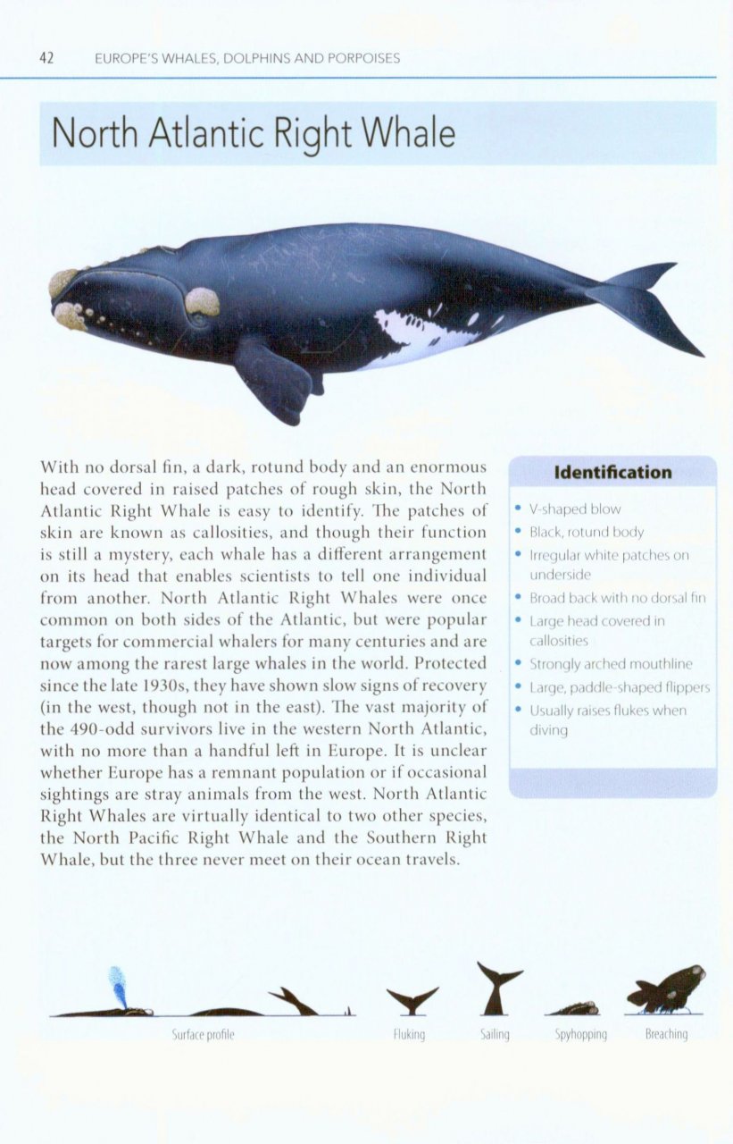 MARK CARWARDINE'S GUIDE TO WHALE WATCHING IN BRITAIN AND EUROPE 2