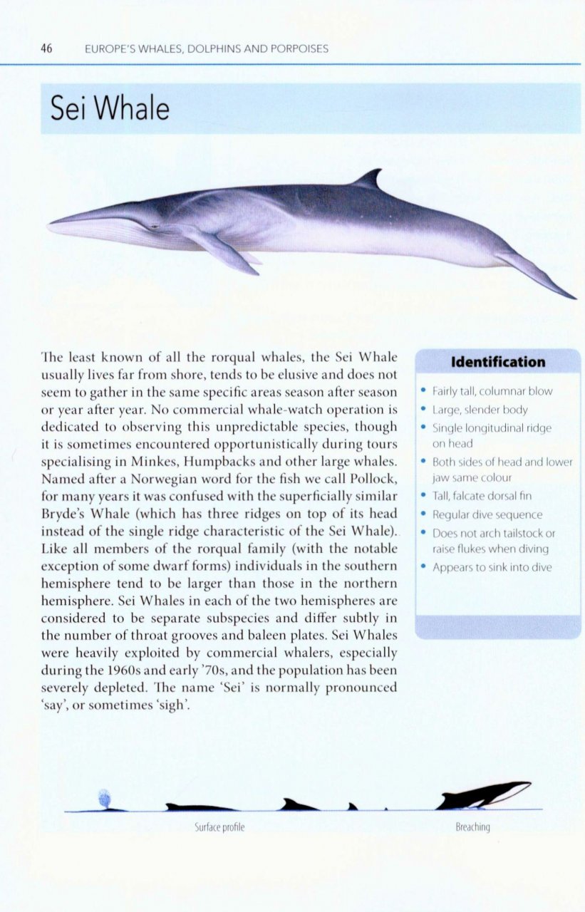 MARK CARWARDINE'S GUIDE TO WHALE WATCHING IN BRITAIN AND EUROPE 3