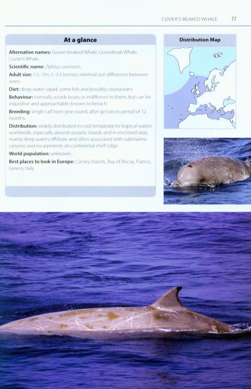 MARK CARWARDINE'S GUIDE TO WHALE WATCHING IN BRITAIN AND EUROPE 4