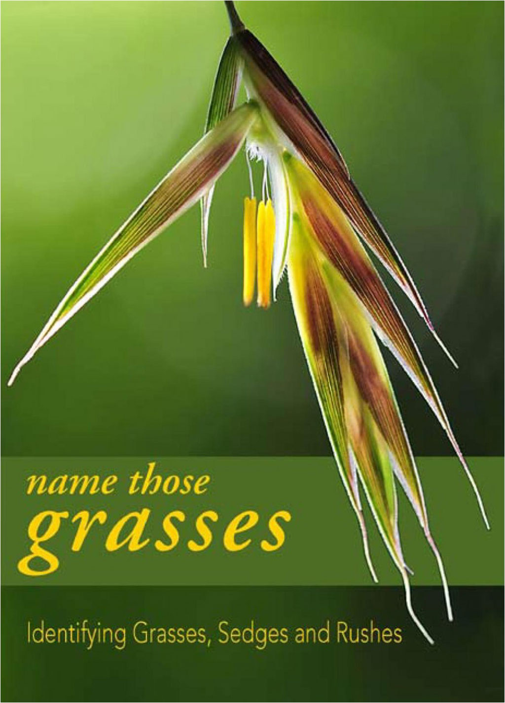 NAME THOSE GRASSES: IDENTIFYING GRASSES, SEDGES AND RUSHES