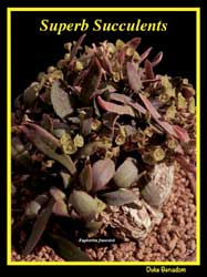 SUPERB SUCCULENTS: A SELECTION (PREDOMINANTLY) OF WINNING PLANTS FROM SUCCULENT SHOWS THAT HAVE BEEN POTTED AND STAGED FOR PERFECTION 1