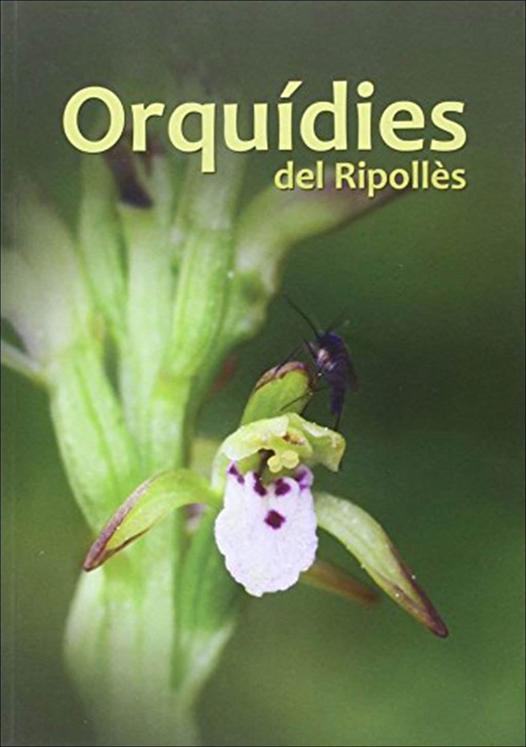 ORQUÍDIES DEL RIPOLLÈS 1