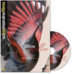 DVD L'OISEAU PAPILLON 1