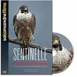 DVD SENTINELLE. LE DESTIN DU FAUCON PÈLERIN 2