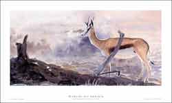 LÁMINA SPRINGBOK FRANCISCO J.HERNANDEZ 1