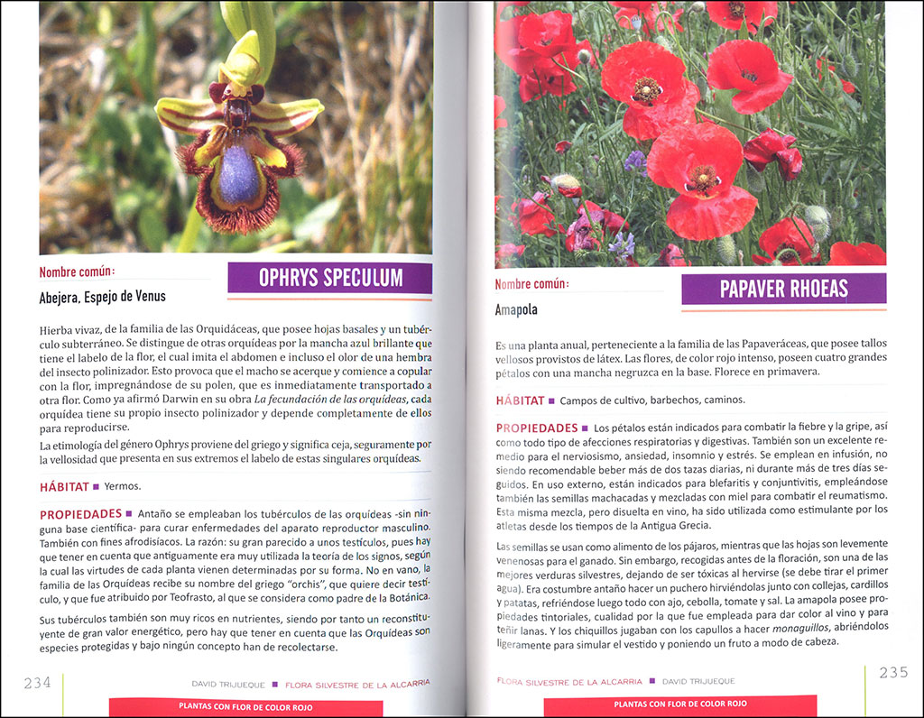 FLORA SILVESTRE DE LA ALCARRIA 3