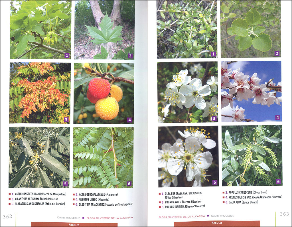 FLORA SILVESTRE DE LA ALCARRIA 4