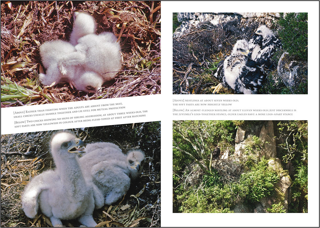 A FIELDWORKER'S GUIDE TO THE GOLDEN EAGLE 2