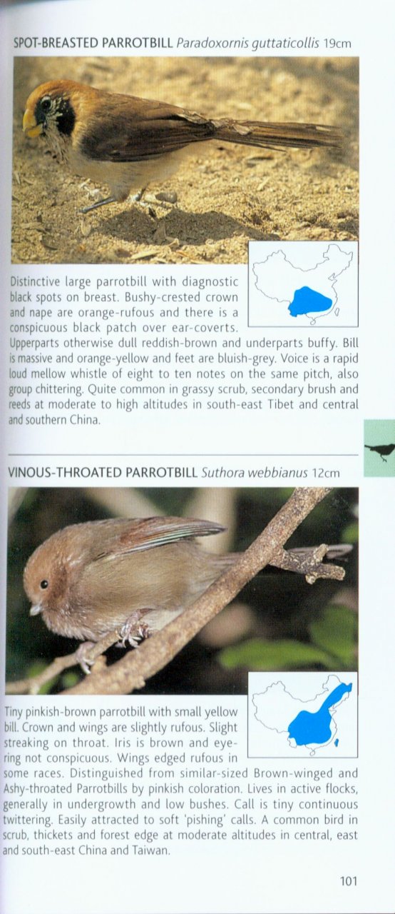 POCKET PHOTO GUIDE TO THE BIRDS OF CHINA 4