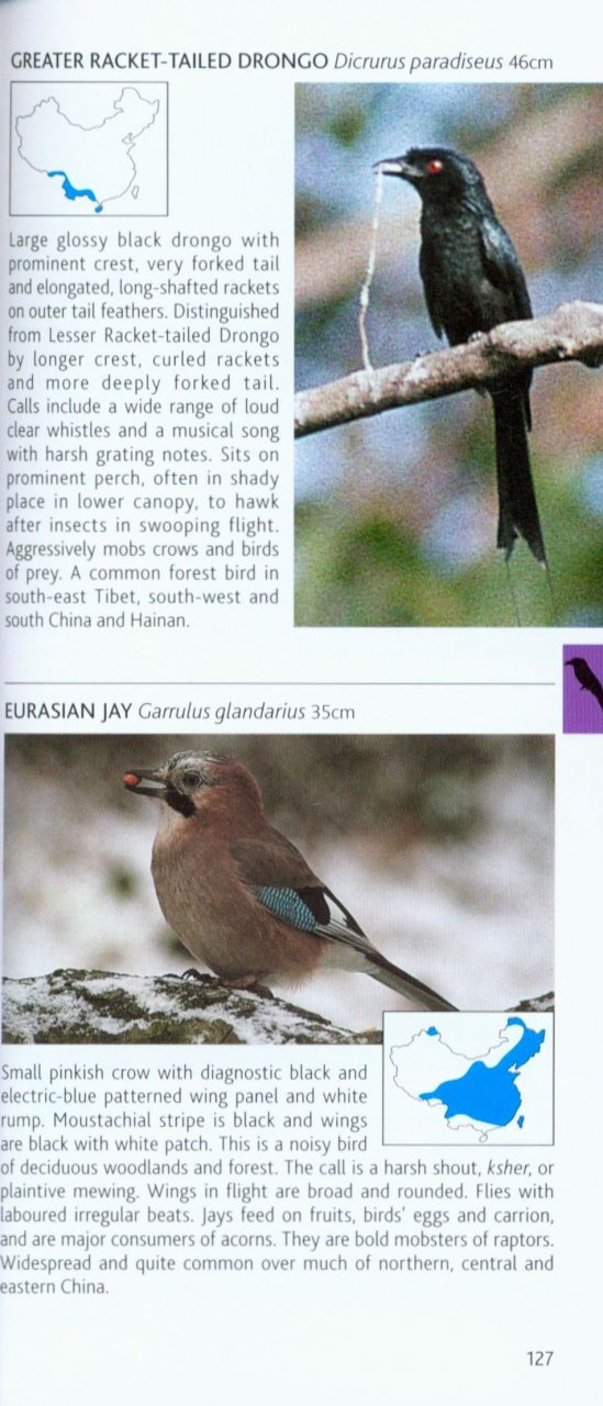 POCKET PHOTO GUIDE TO THE BIRDS OF CHINA 5
