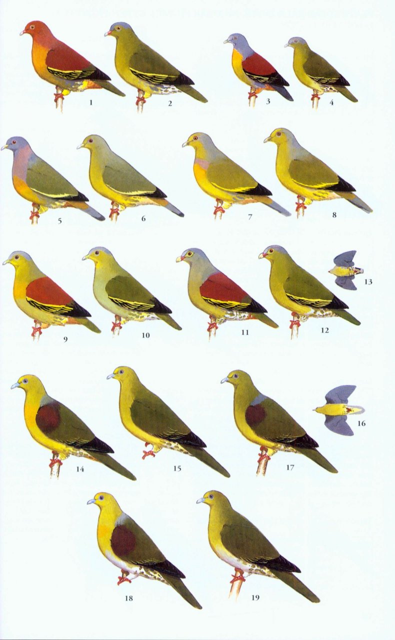 A FIELD GUIDE TO THE BIRDS OF THAILAND 2