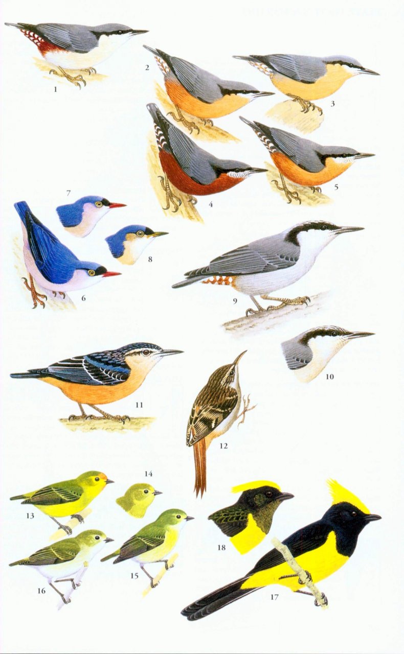 A FIELD GUIDE TO THE BIRDS OF THAILAND 4