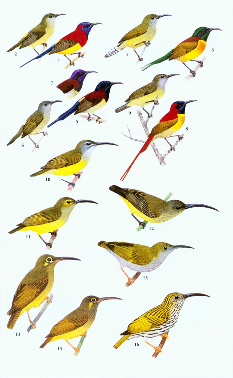A FIELD GUIDE TO THE BIRDS OF THAILAND 5