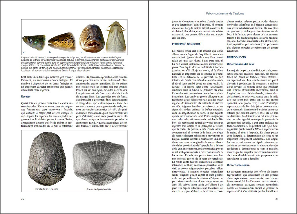 PEIXOS CONTINENTALS DE CATALUNYA. ECOLOGIA, CONSERVACIÓ I GUIA D'IDENTIFICACIÓ 4
