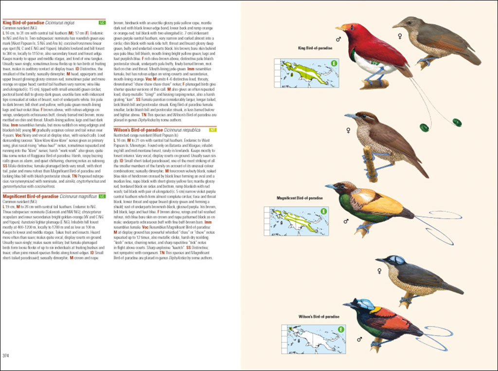 BIRDS OF NEW GUINEA. INCLUDING BISMARCK ARCHIPELAGO AND BOUGAINVILLE 3