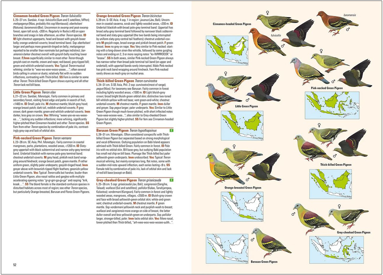 BIRDS OF THE INDONESIAN ARCHIPELAGO. GREATER SUNDAS AND WALLACEA 2