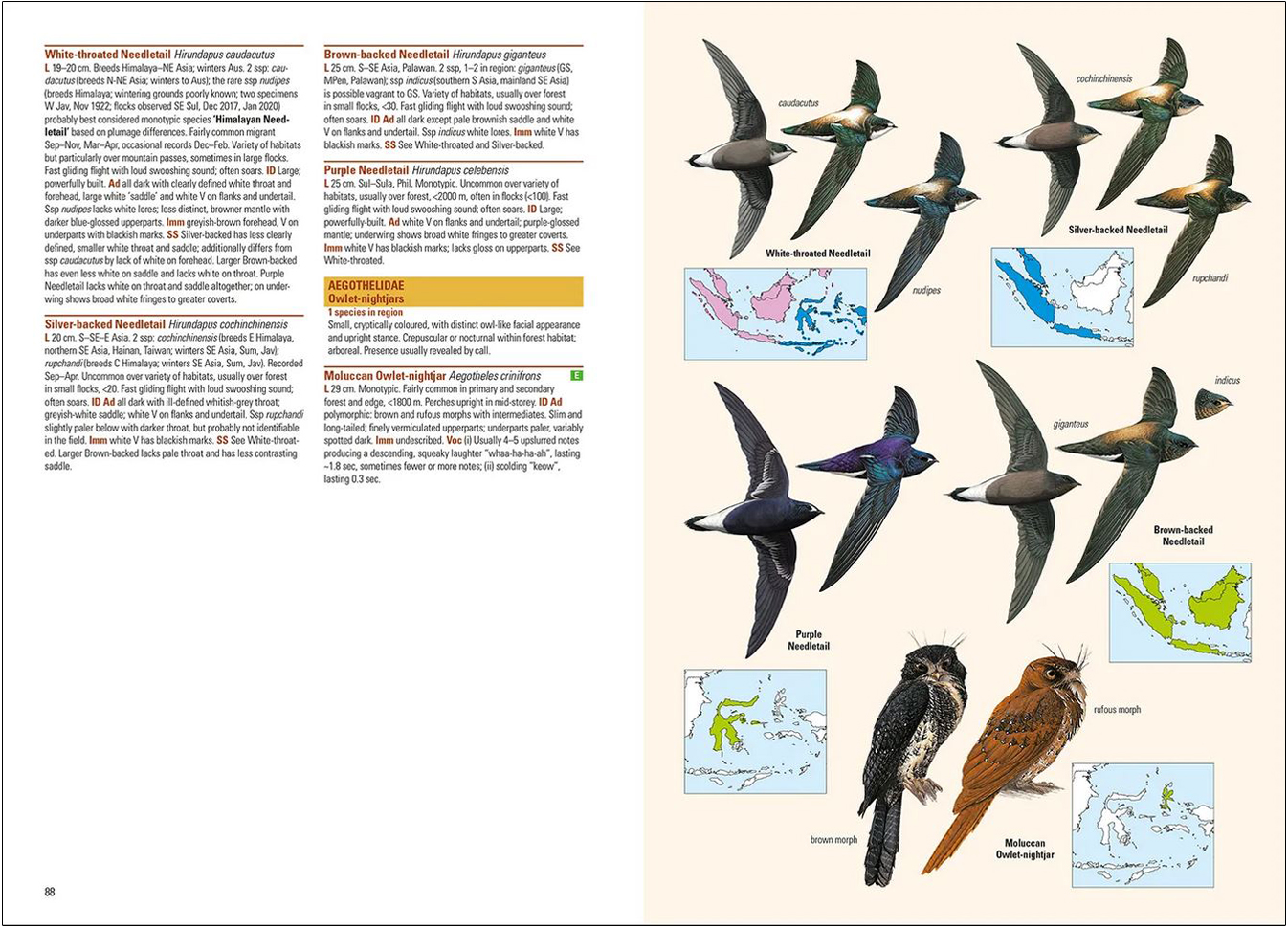 BIRDS OF THE INDONESIAN ARCHIPELAGO. GREATER SUNDAS AND WALLACEA 6
