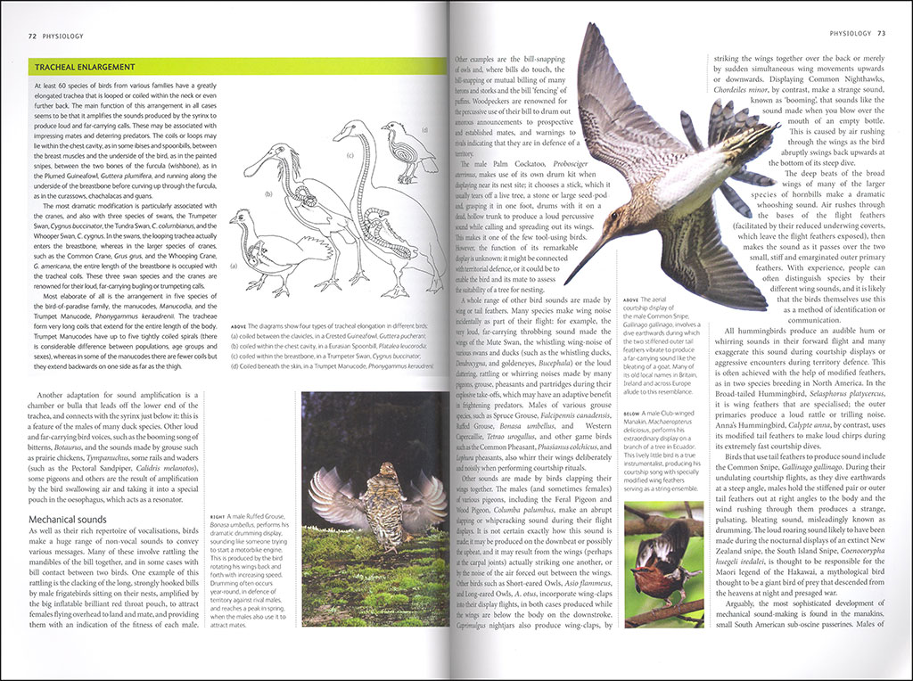 BIRDS. A COMPLETE GUIDE TO THEIR BIOLOGY AND BEHAVIOUR 2