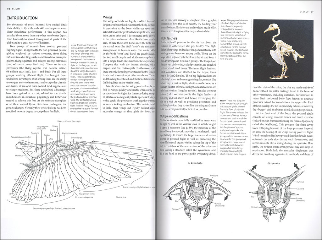 BIRDS. A COMPLETE GUIDE TO THEIR BIOLOGY AND BEHAVIOUR 3