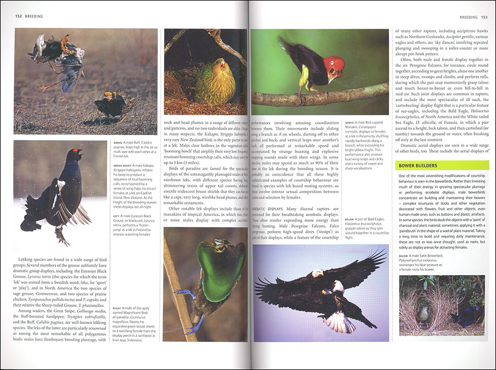 BIRDS. A COMPLETE GUIDE TO THEIR BIOLOGY AND BEHAVIOUR 4