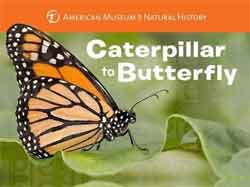 CATERPILLAR TO BUTTERFLY. AMERICAN MUSEUM OF NATURAL HISTORY 1