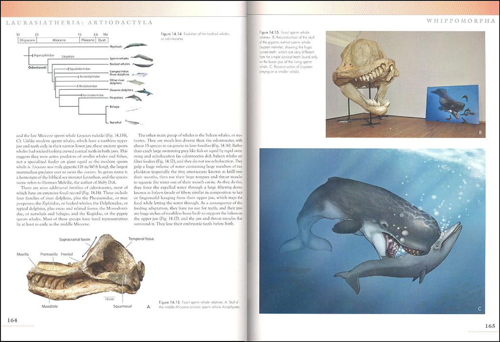 THE PRINCETON FIELD GUIDE TO PREHISTORIC MAMMALS 3