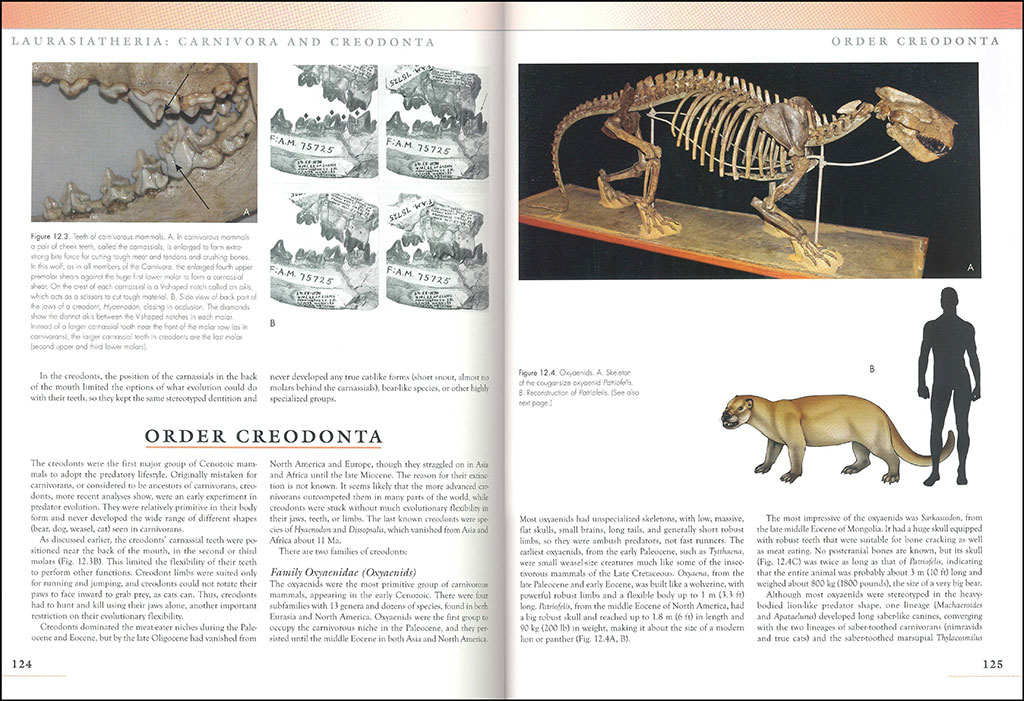 THE PRINCETON FIELD GUIDE TO PREHISTORIC MAMMALS 4