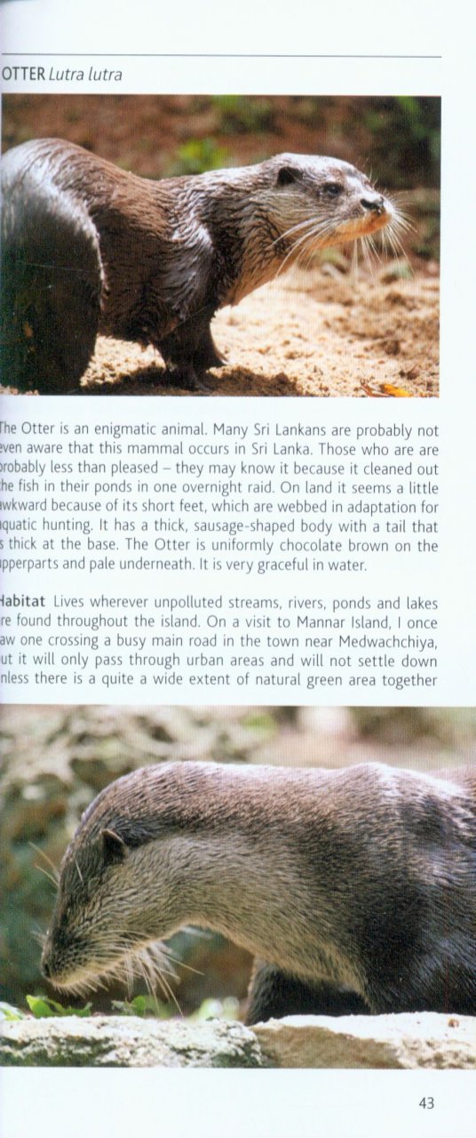 POCKET PHOTO GUIDE TO THE MAMMALS OF SRI LANKA 2