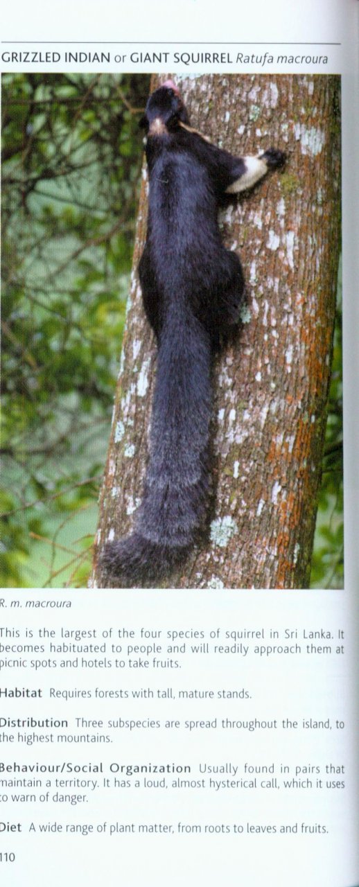 POCKET PHOTO GUIDE TO THE MAMMALS OF SRI LANKA 4