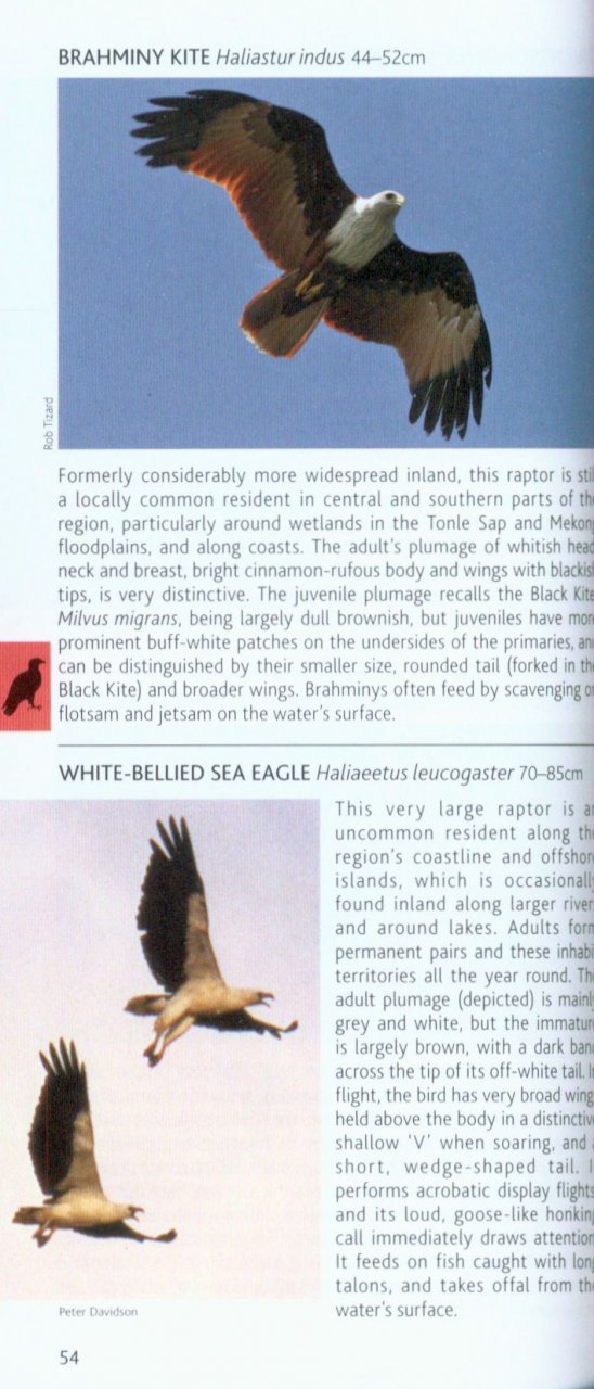 POCKET PHOTO GUIDE TO THE BIRDS OF VIETNAM, CAMBODIA AND LAOS 3