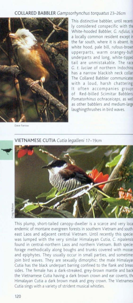 POCKET PHOTO GUIDE TO THE BIRDS OF VIETNAM, CAMBODIA AND LAOS 5