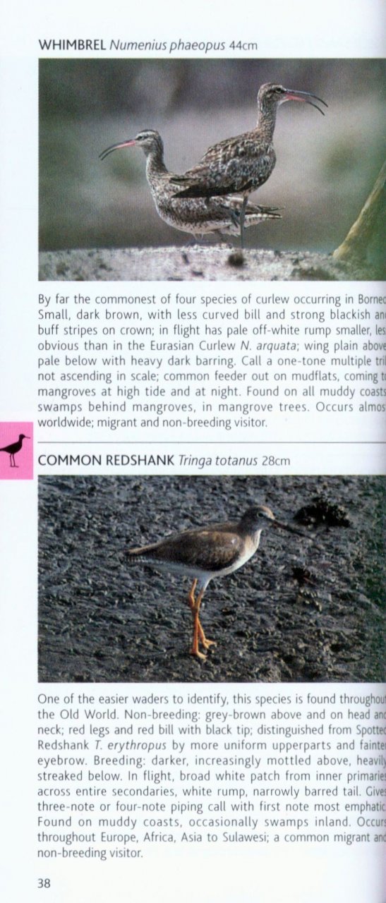 POCKET PHOTO GUIDE TO THE BIRDS OF BORNEO: SABAH, SARAWAK, BRUNEI AND KALIMANTAN 2