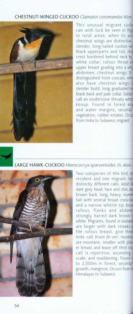 POCKET PHOTO GUIDE TO THE BIRDS OF BORNEO: SABAH, SARAWAK, BRUNEI AND KALIMANTAN 3