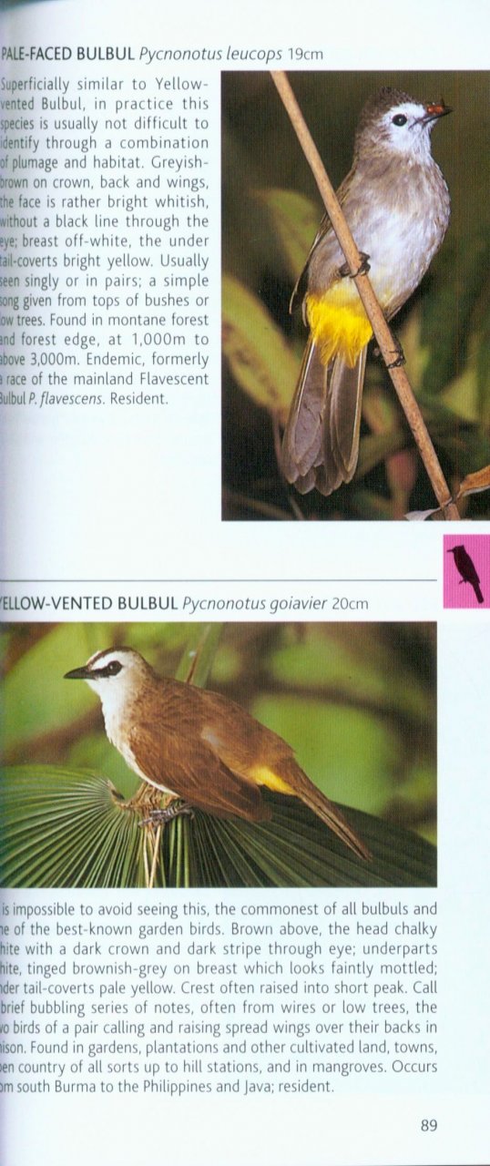 POCKET PHOTO GUIDE TO THE BIRDS OF BORNEO: SABAH, SARAWAK, BRUNEI AND KALIMANTAN 4