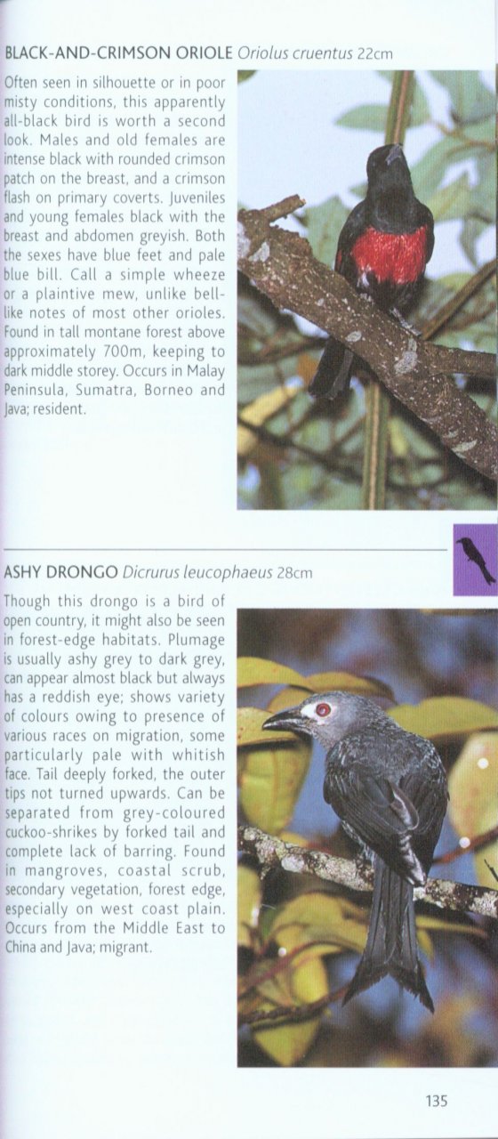 POCKET PHOTO GUIDE TO THE BIRDS OF BORNEO: SABAH, SARAWAK, BRUNEI AND KALIMANTAN 5