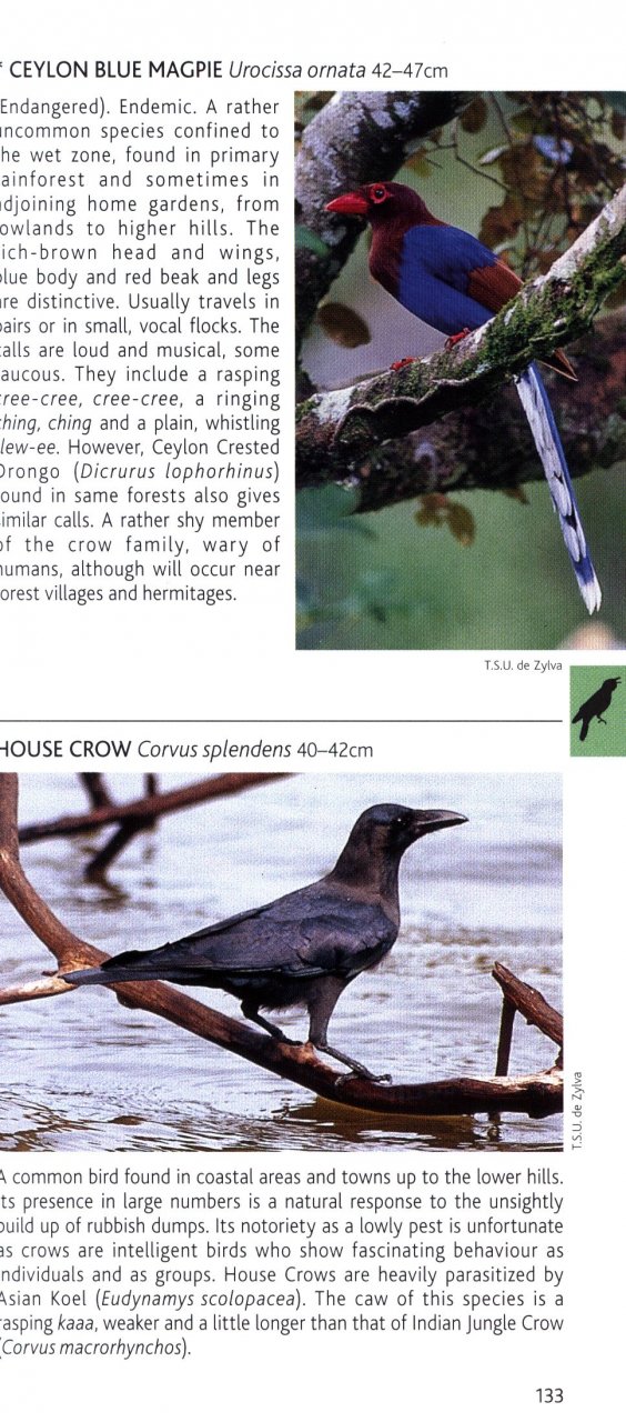 POCKET PHOTO GUIDE TO THE BIRDS OF SRI LANKA 2