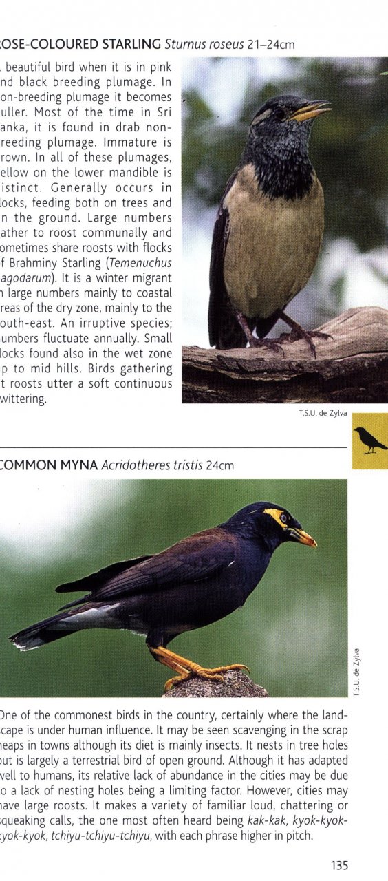 POCKET PHOTO GUIDE TO THE BIRDS OF SRI LANKA 3