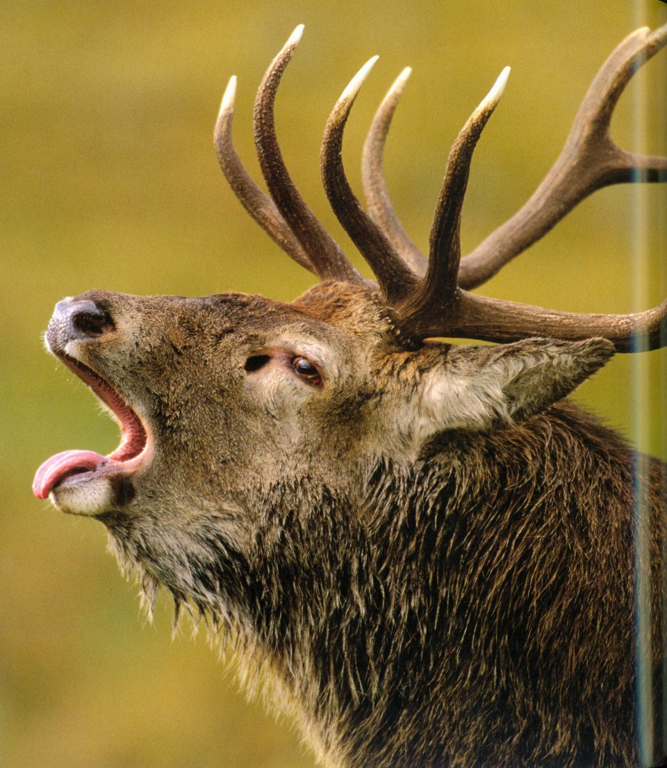 HIGHLANDS SCOTLAND'S WILD HEART 5