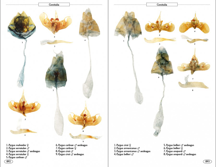 BUTTERFLIES OF EUROPE AND NEIGHBOURING REGIONS 5