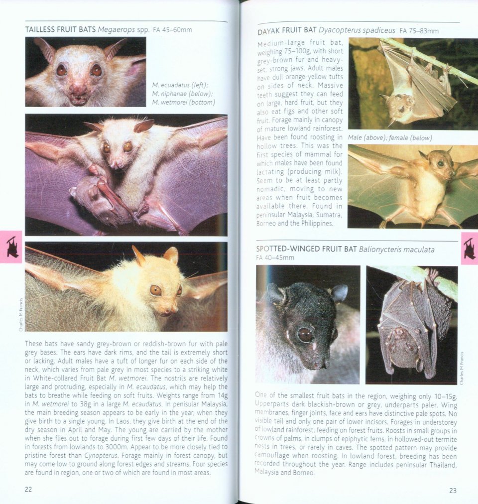 POCKET PHOTO GUIDE TO THE MAMMALS OF SOUTH-EAST ASIA 2