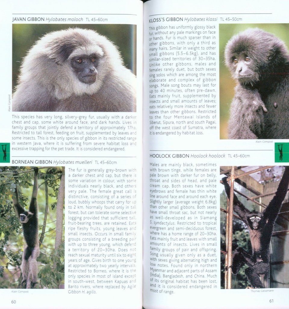 POCKET PHOTO GUIDE TO THE MAMMALS OF SOUTH-EAST ASIA 3
