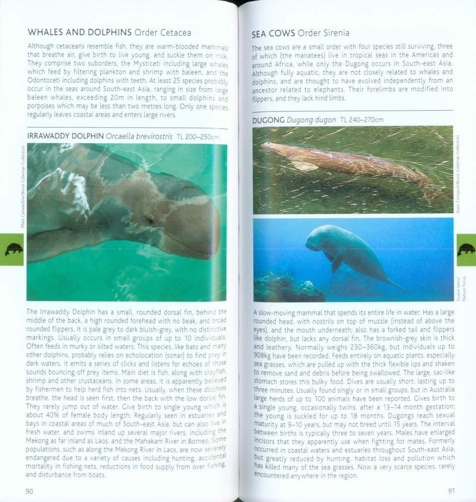POCKET PHOTO GUIDE TO THE MAMMALS OF SOUTH-EAST ASIA 4