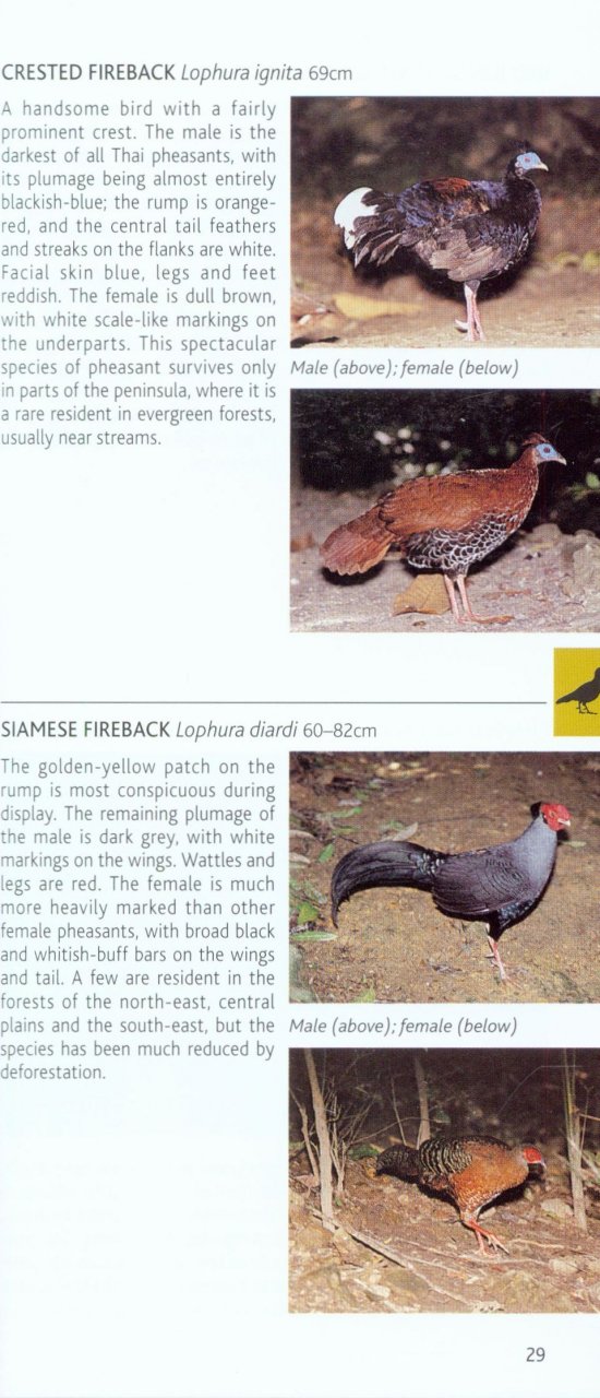 POCKET PHOTO GUIDE TO THE BIRDS OF THAILAND 2