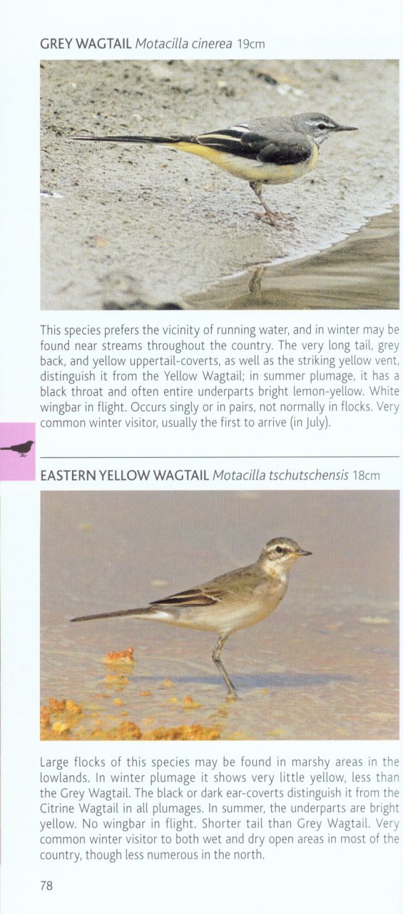 POCKET PHOTO GUIDE TO THE BIRDS OF THAILAND 3