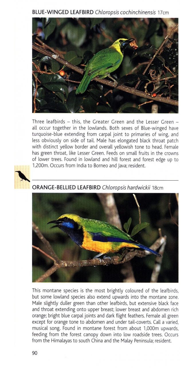 POCKET PHOTO GUIDE TO THE BIRDS OF PENINSULAR MALAYSIA AND SINGAPORE 2
