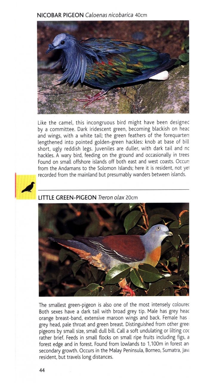 POCKET PHOTO GUIDE TO THE BIRDS OF PENINSULAR MALAYSIA AND SINGAPORE 3