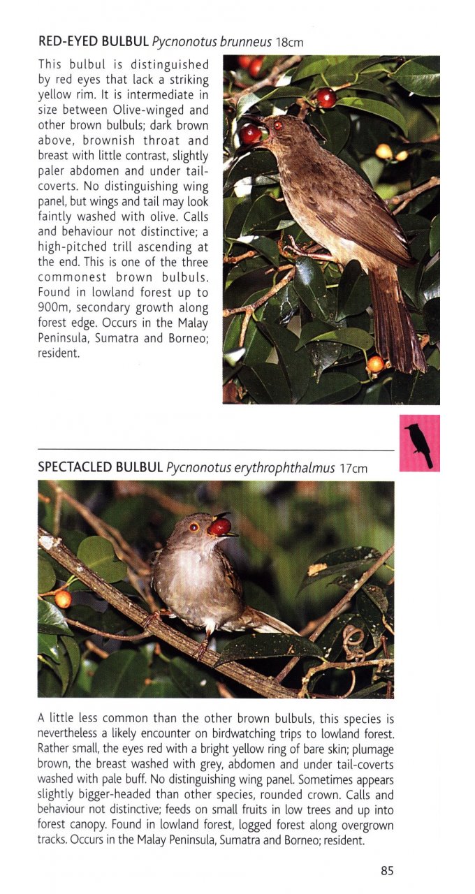 POCKET PHOTO GUIDE TO THE BIRDS OF PENINSULAR MALAYSIA AND SINGAPORE 4