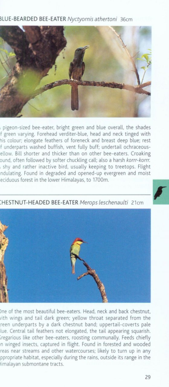 POCKET PHOTO GUIDE TO THE BIRDS OF THE HIMALAYAS 2