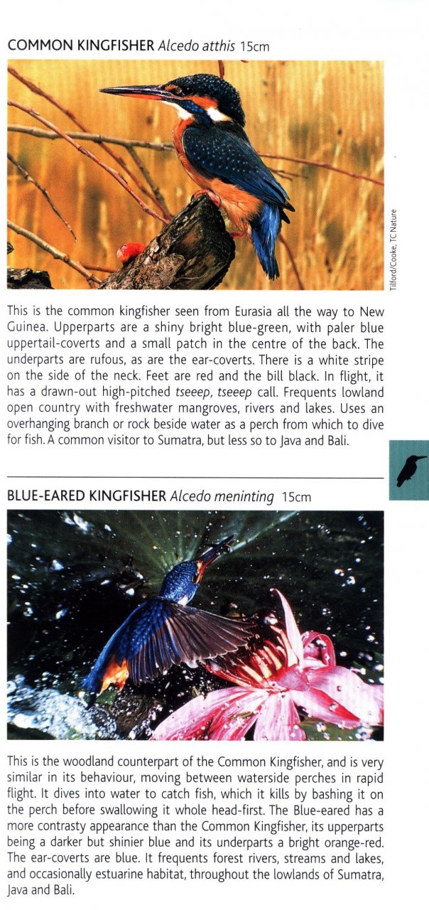 POCKET PHOTO GUIDE TO THE BIRDS OF JAVA, SUMATRA AND BALI 2