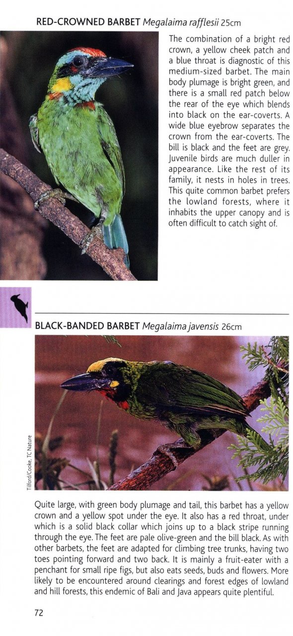POCKET PHOTO GUIDE TO THE BIRDS OF JAVA, SUMATRA AND BALI 3
